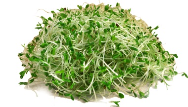 Alfalfa Sprouts Green Picture