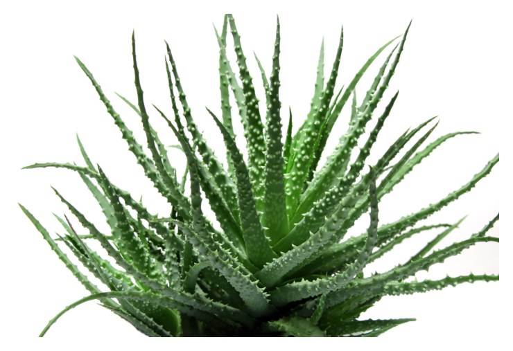 Aloe Vera Plant Pictures