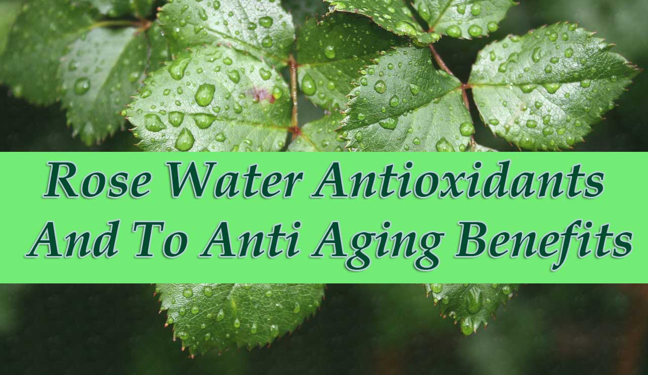 Rose Water Antioxidants And To Anti Aging Benefits